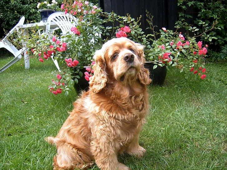 Amerikansk cocker spaniel Sofus billede 2