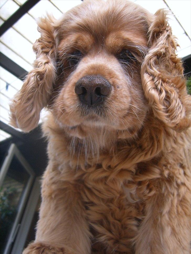 Amerikansk cocker spaniel Sofus billede 9