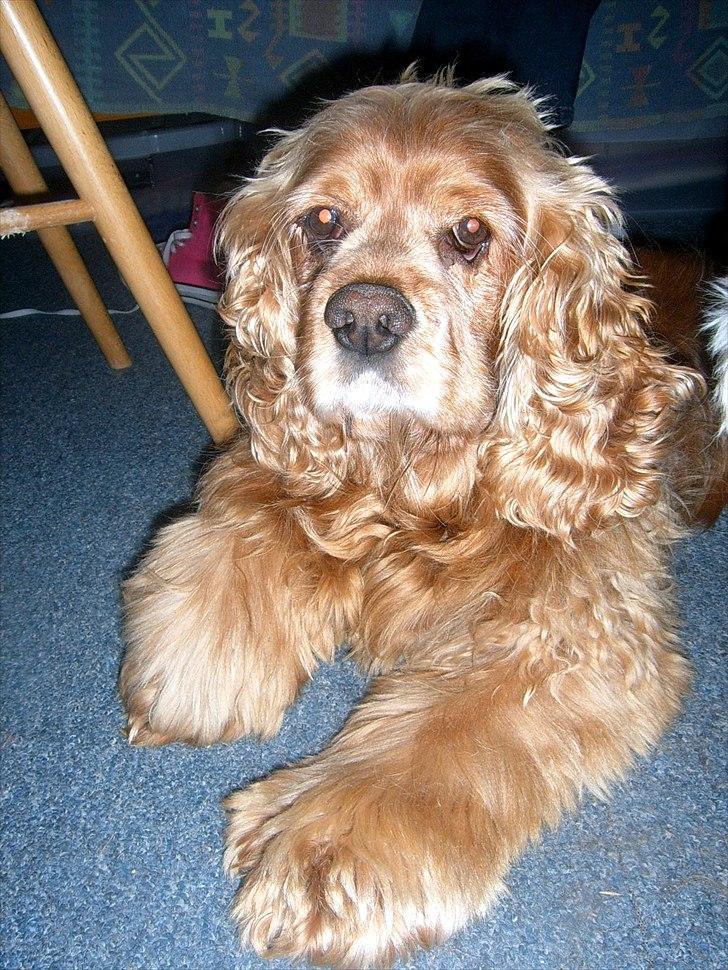 Amerikansk cocker spaniel Sofus billede 19