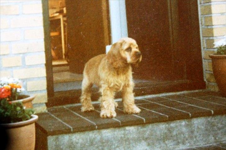 Amerikansk cocker spaniel Sofus billede 10