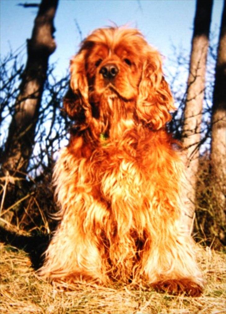 Amerikansk cocker spaniel Sofus billede 11