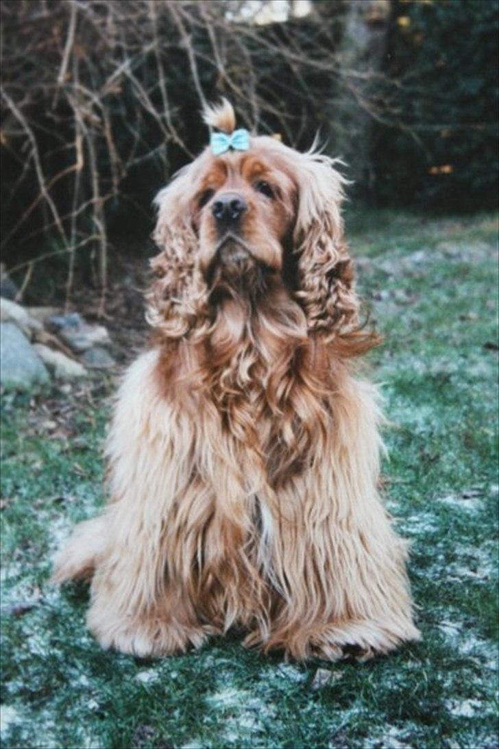 Amerikansk cocker spaniel Sofus billede 12