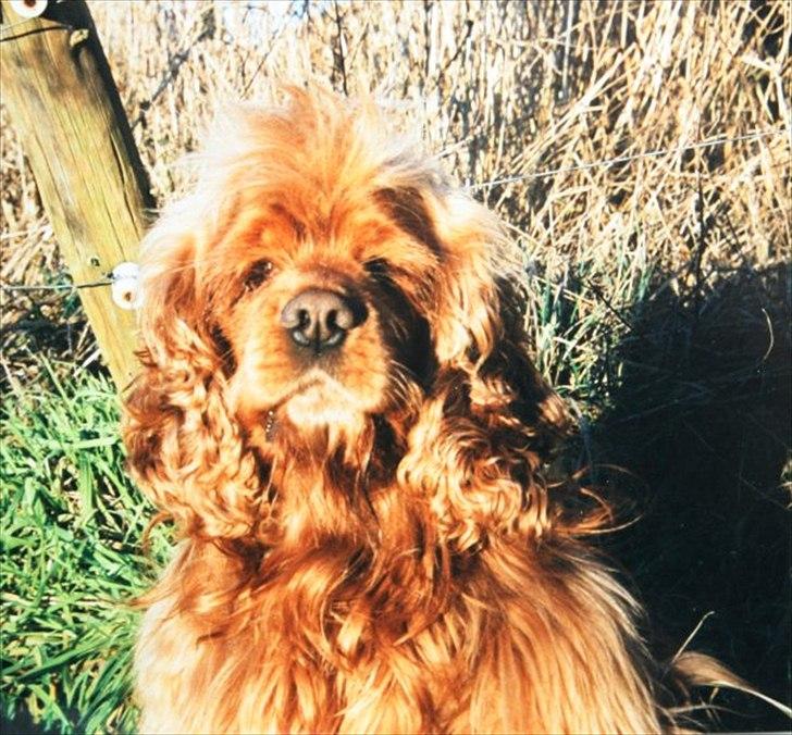 Amerikansk cocker spaniel Sofus billede 13