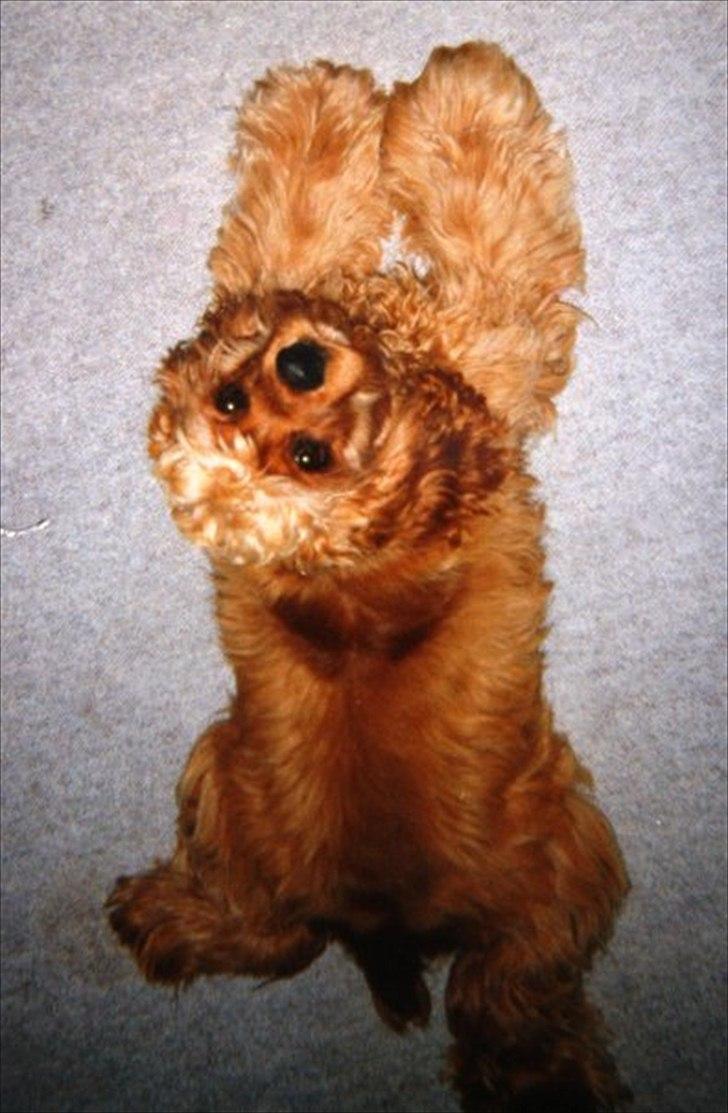 Amerikansk cocker spaniel Sofus billede 1