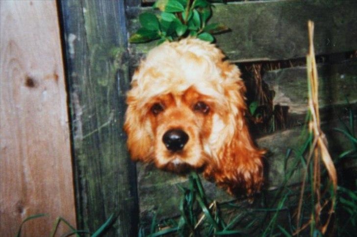 Amerikansk cocker spaniel Sofus billede 14