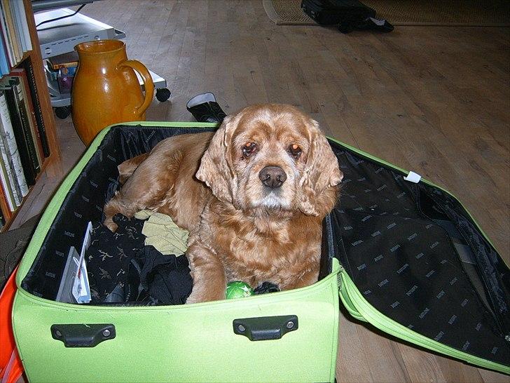 Amerikansk cocker spaniel Sofus billede 15