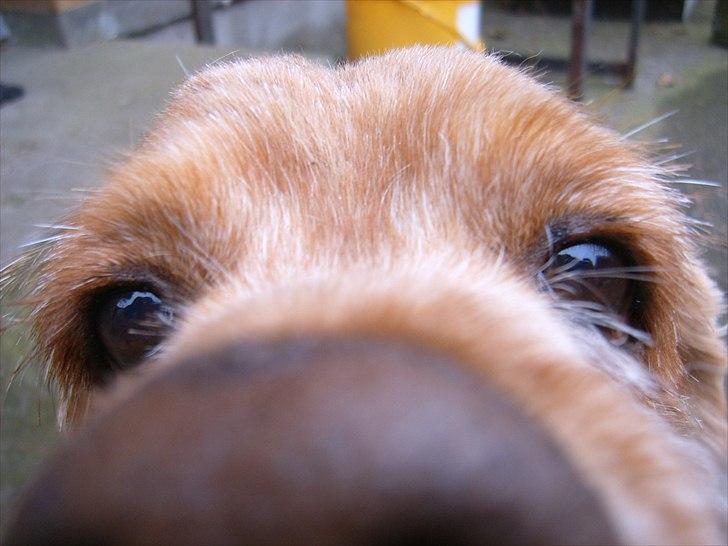 Amerikansk cocker spaniel Sofus billede 16