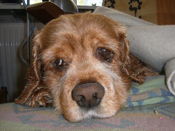 Amerikansk cocker spaniel Sofus billede 17