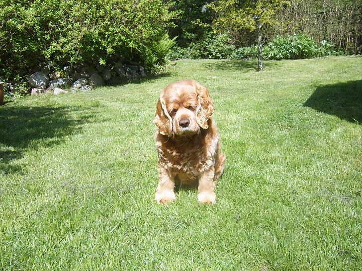 Amerikansk cocker spaniel Sofus billede 3