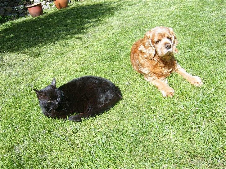 Amerikansk cocker spaniel Sofus billede 18