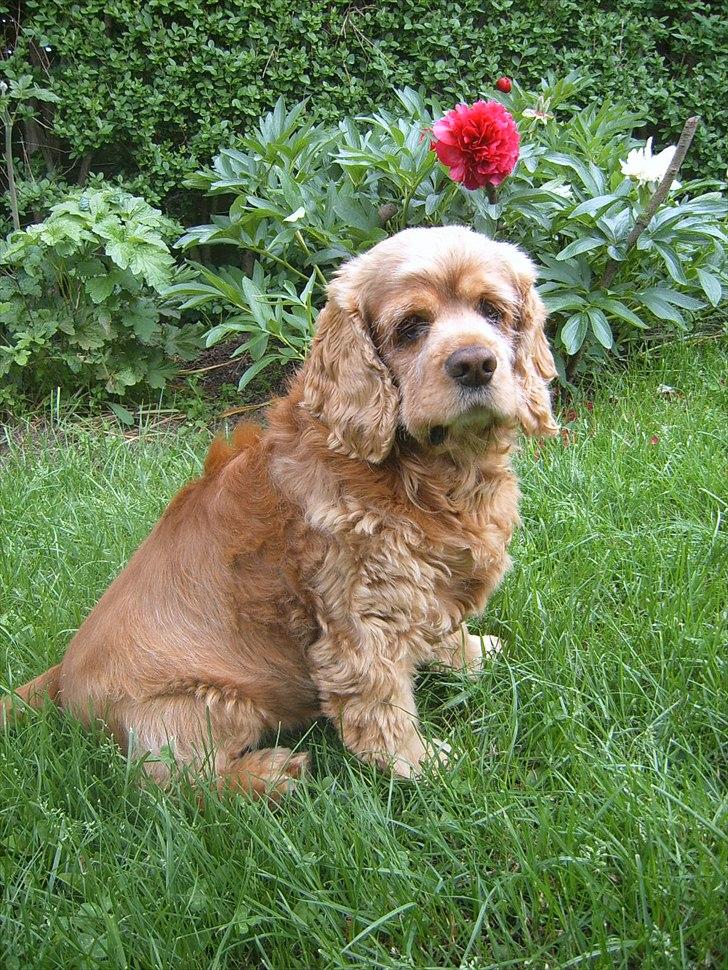 Amerikansk cocker spaniel Sofus billede 4