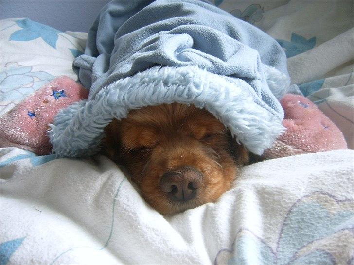 Amerikansk cocker spaniel Sofus billede 20