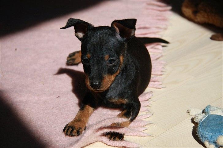 Dvaergpinscher Joey billede 2