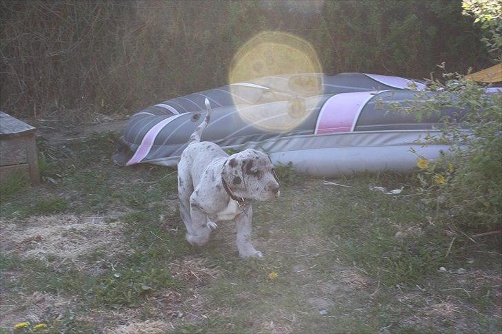 Grand danois Cognac billede 17