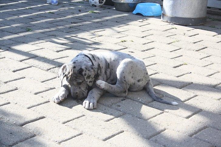 Grand danois Cognac billede 18