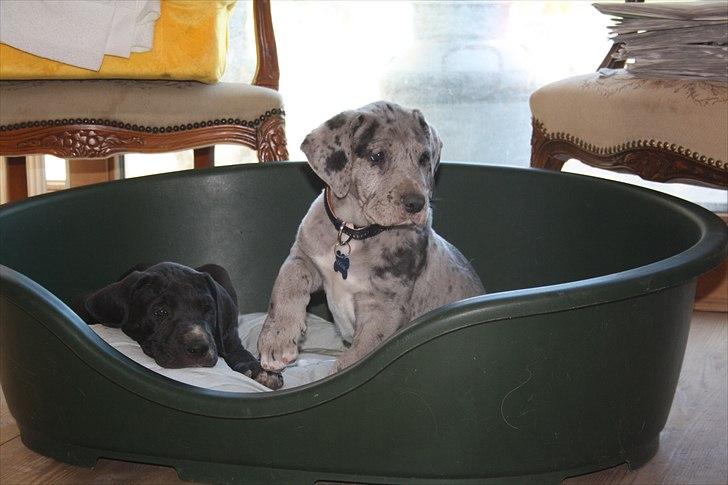 Grand danois Cognac billede 19