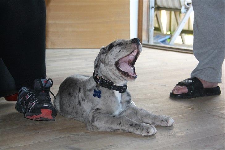 Grand danois Cognac billede 13