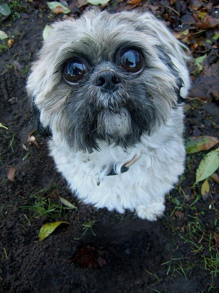 Lhasa apso Sofus billede 20