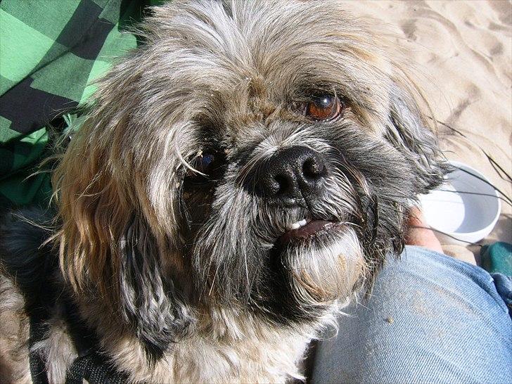 Lhasa apso Sofus billede 14
