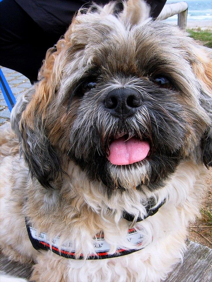 Lhasa apso Sofus billede 15