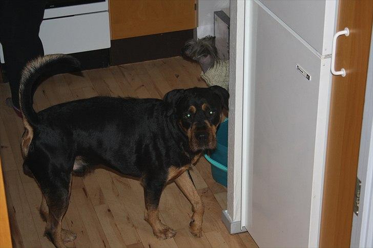 Blanding af racer  Whisky * R.I.P * billede 18