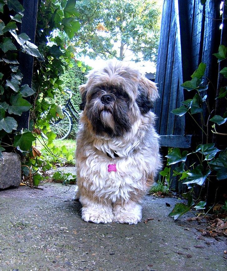 Lhasa apso Sofus billede 16