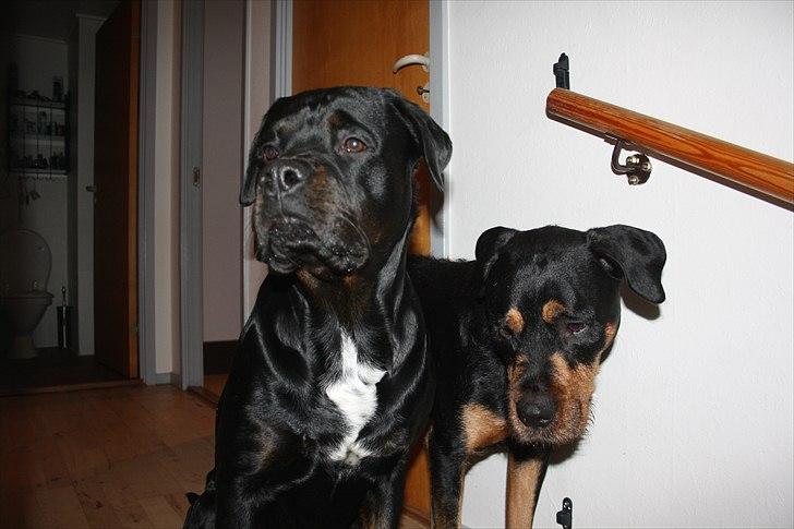 Blanding af racer GD&ROTTWEILER - Cola - billede 3