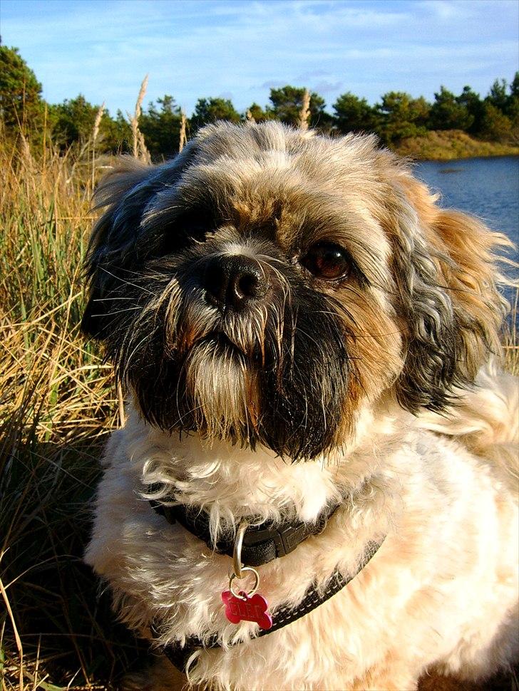 Lhasa apso Sofus billede 17