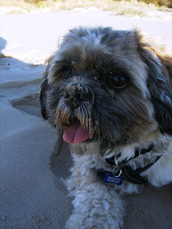 Lhasa apso Sofus billede 19