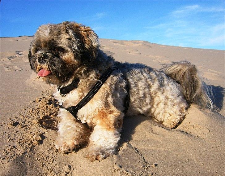 Lhasa apso Sofus billede 18