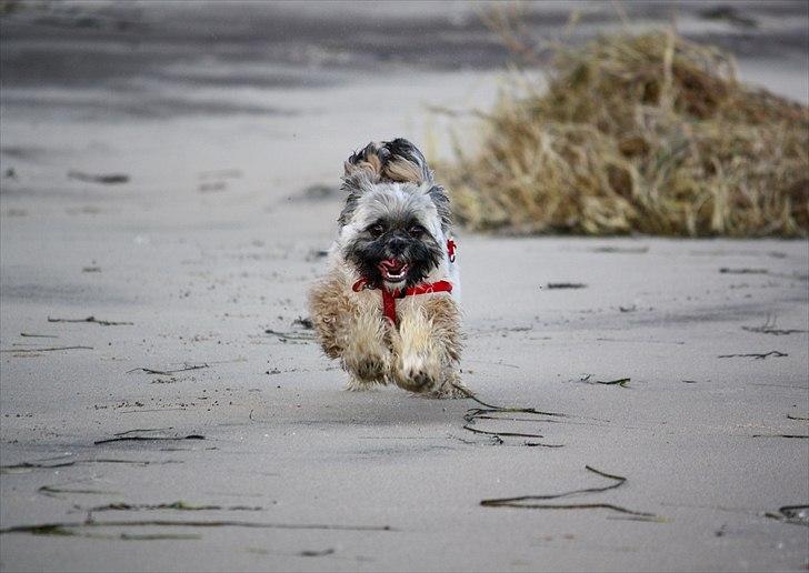 Lhasa apso Sofus billede 9
