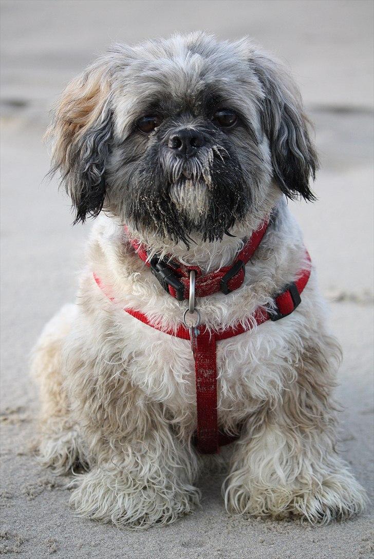 Lhasa apso Sofus billede 10