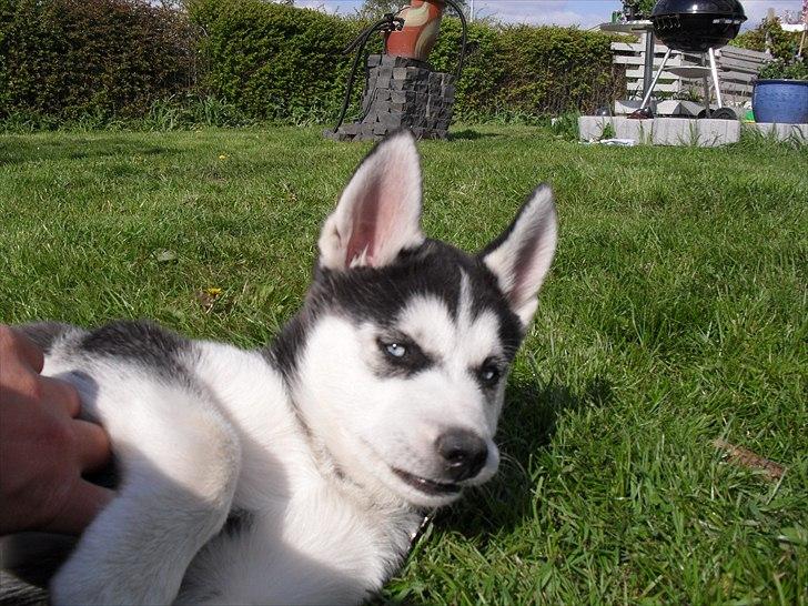 Siberian husky Zacky billede 4