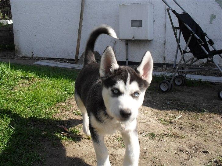Siberian husky Zacky billede 5