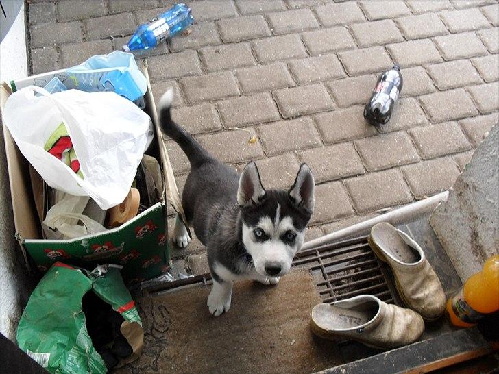 Siberian husky Zacky billede 6