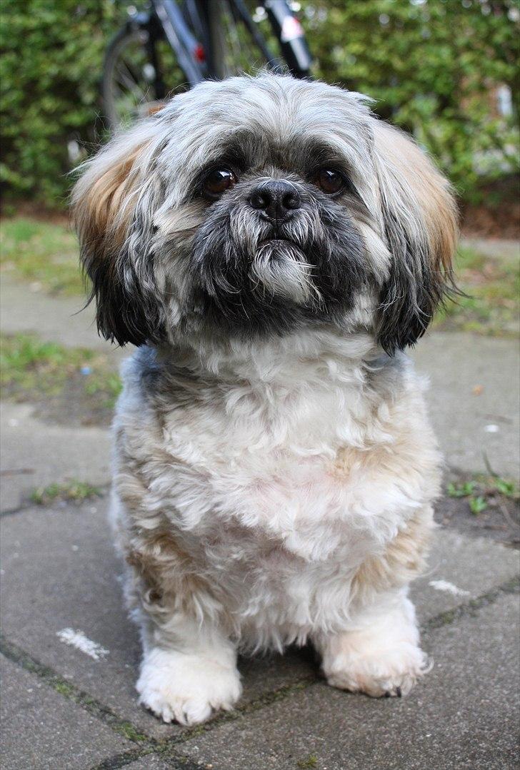 Lhasa apso Sofus billede 1