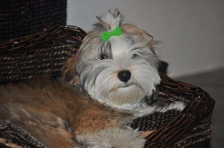 Bichon havanais Nicondoes Double-O-seven (Messie) billede 2