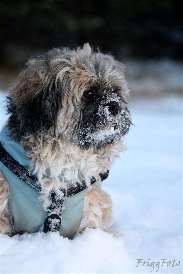 Lhasa apso Sofus billede 7