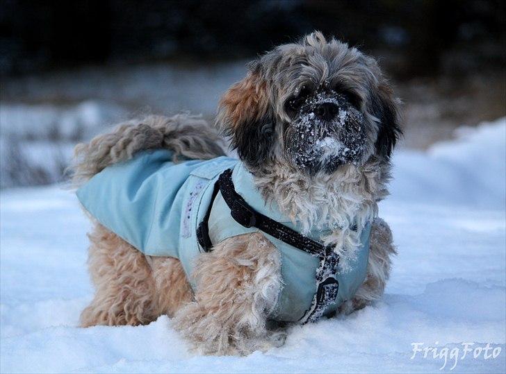 Lhasa apso Sofus billede 12