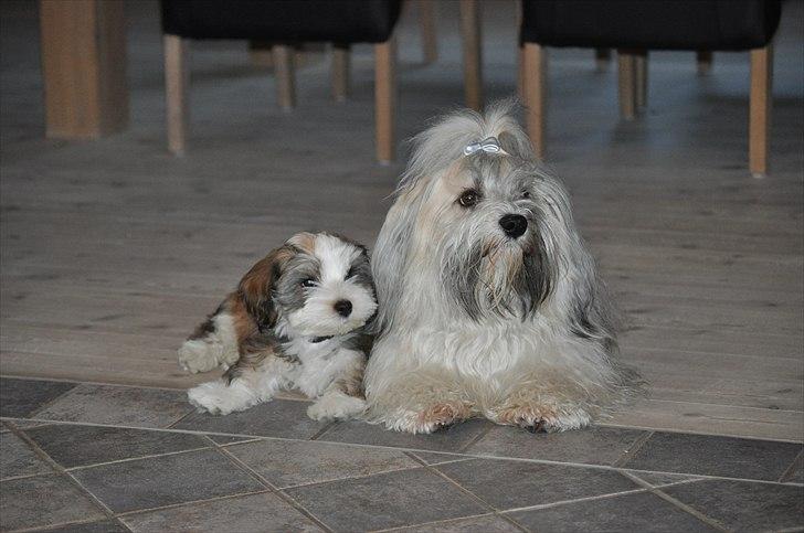 Bichon havanais Nicondoes Double-O-seven (Messie) billede 3