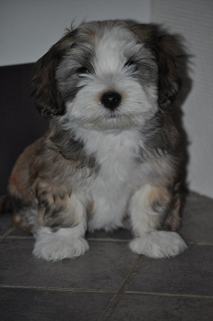 Bichon havanais Nicondoes Double-O-seven (Messie) billede 4