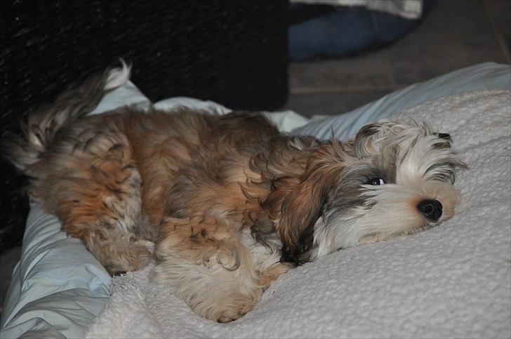 Bichon havanais Nicondoes Double-O-seven (Messie) billede 5