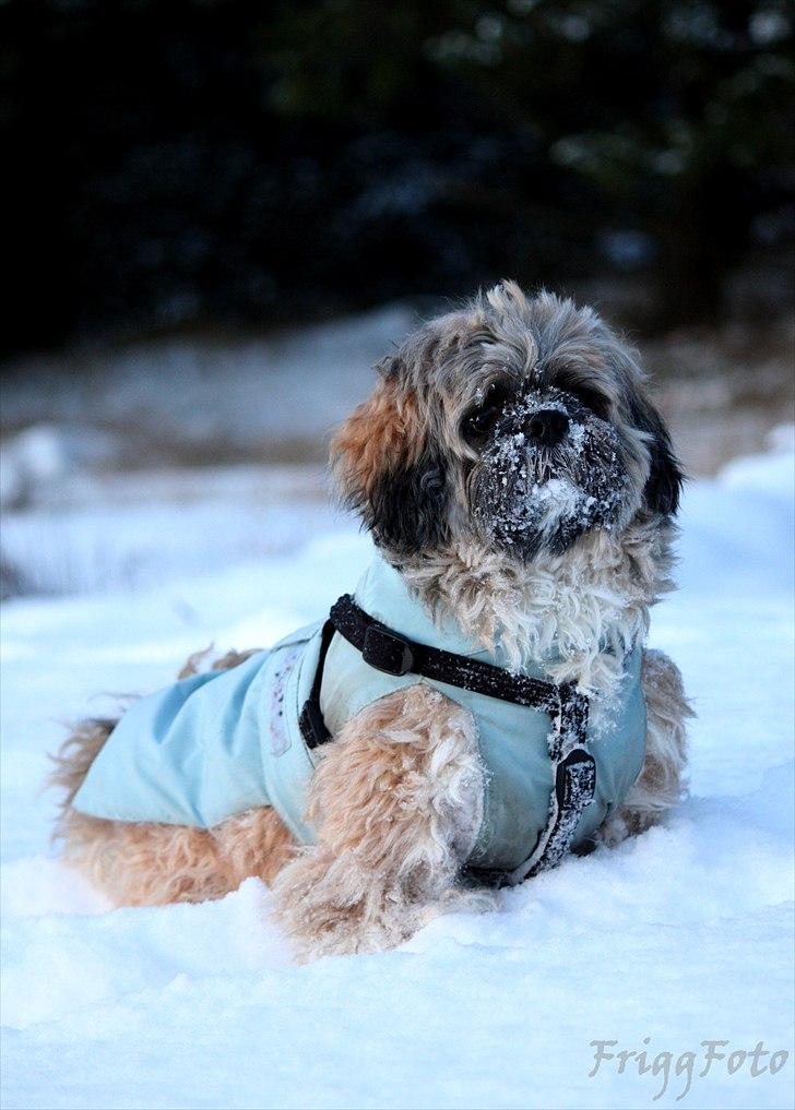 Lhasa apso Sofus billede 6