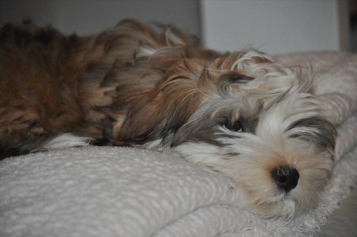 Bichon havanais Nicondoes Double-O-seven (Messie) billede 6