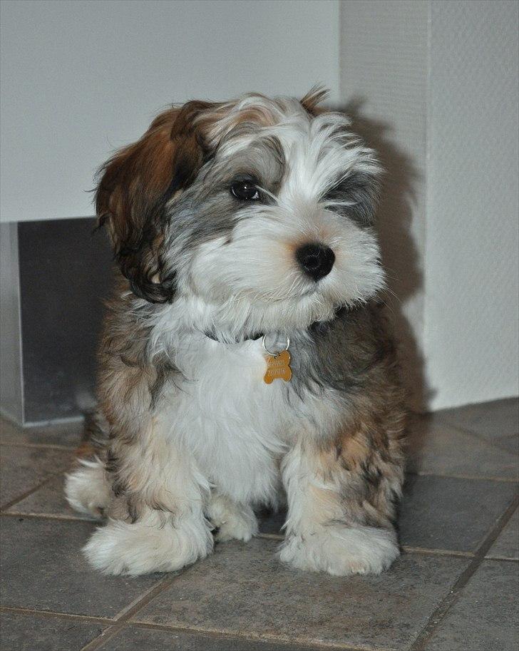 Bichon havanais Nicondoes Double-O-seven (Messie) billede 7