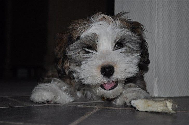 Bichon havanais Nicondoes Double-O-seven (Messie) billede 8