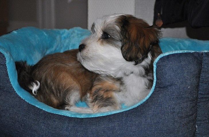 Bichon havanais Nicondoes Double-O-seven (Messie) billede 9