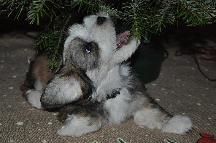 Bichon havanais Nicondoes Double-O-seven (Messie) billede 10