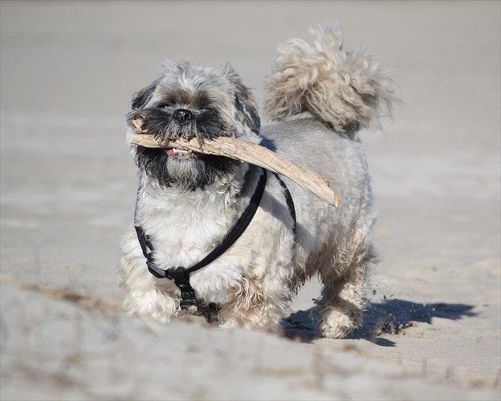 Lhasa apso Sofus billede 8