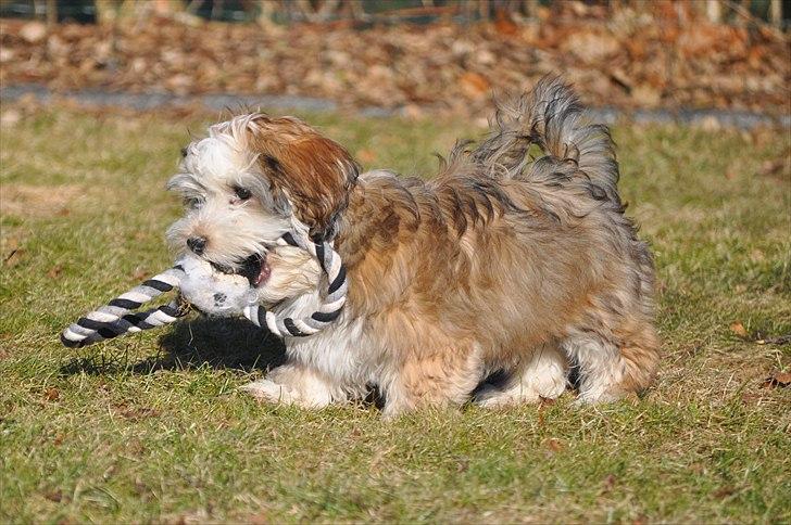 Bichon havanais Nicondoes Double-O-seven (Messie) billede 11